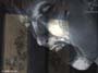 Fatal Frame screenshot number 15