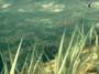 Metal Gear Solid 3: Snake Eater screenshot number 69