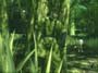 Metal Gear Solid 3: Snake Eater screenshot number 80