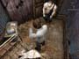 Silent Hill 4: The Room screenshot number 49